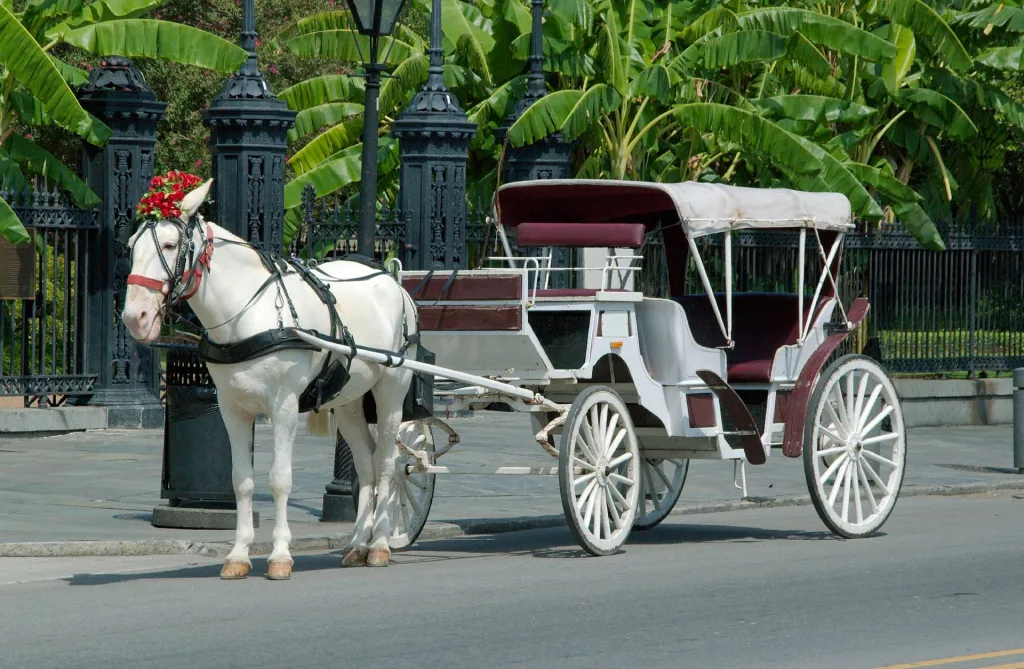 Horse & carriage in Charleston